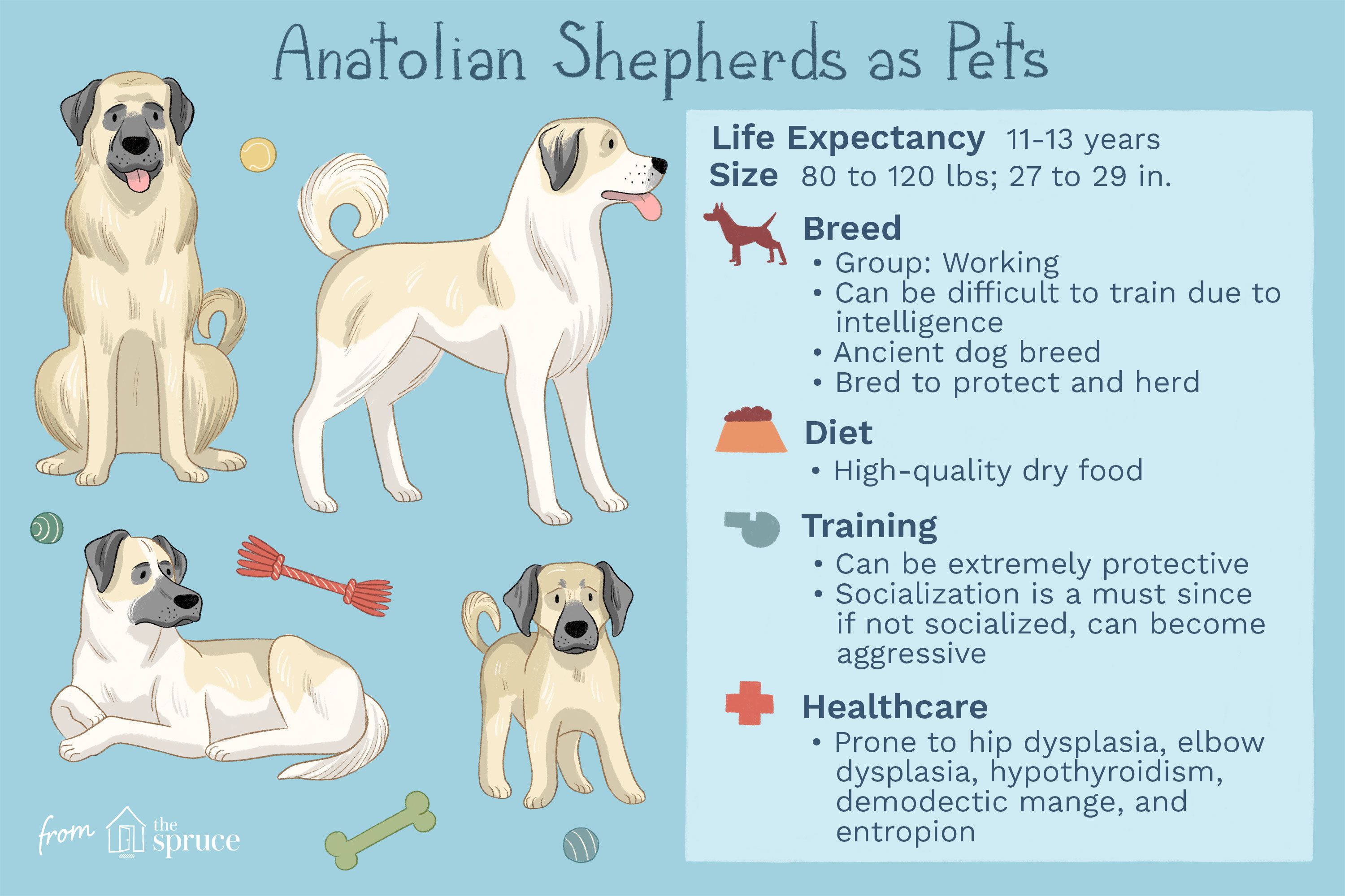 Anatolian Shepherd Dog 2