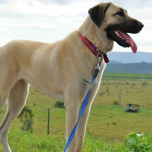 Anatolian Shepherd Dog 3