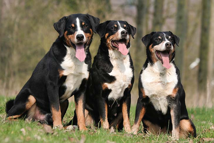 Appenzeller Sennenhunde