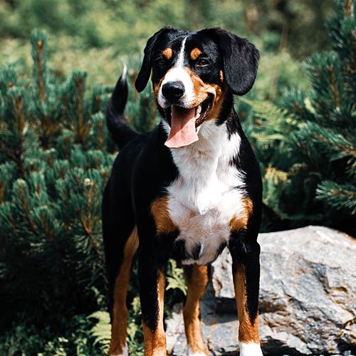 Appenzeller Sennenhunde 2
