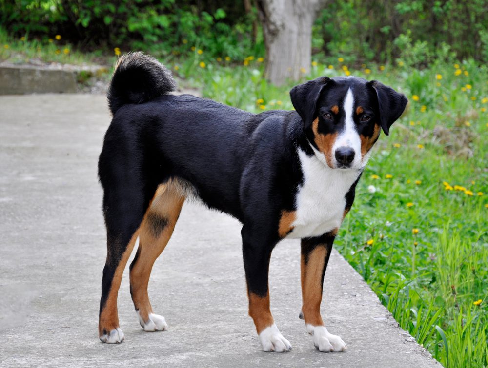 Appenzeller Sennenhunde 3