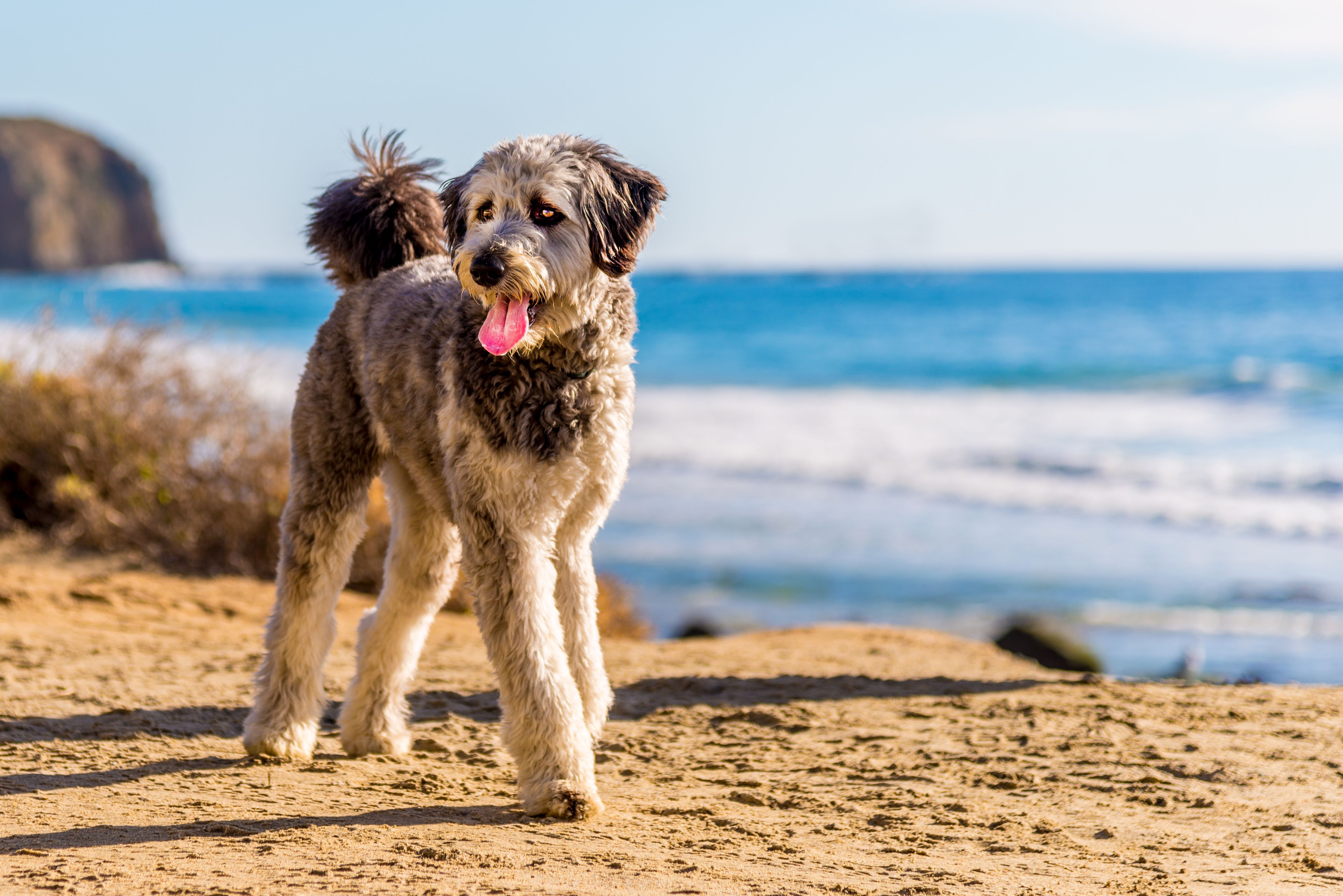 Aussiedoodle 1