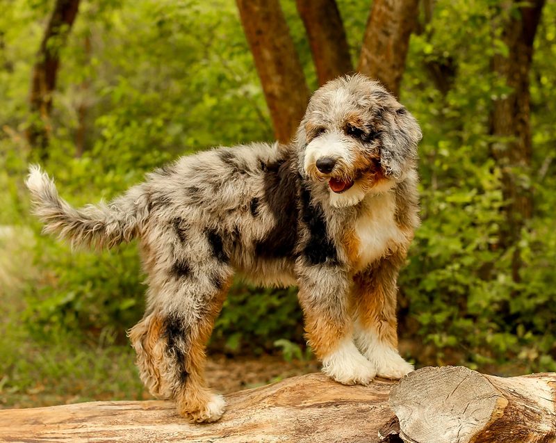 Aussiedoodle 2