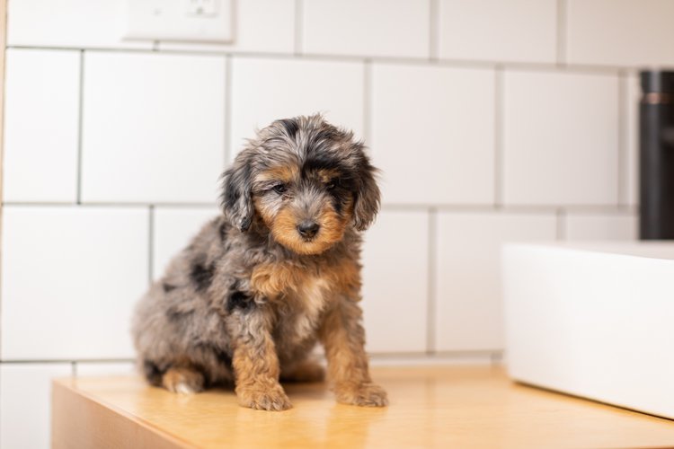 Aussiedoodle 3