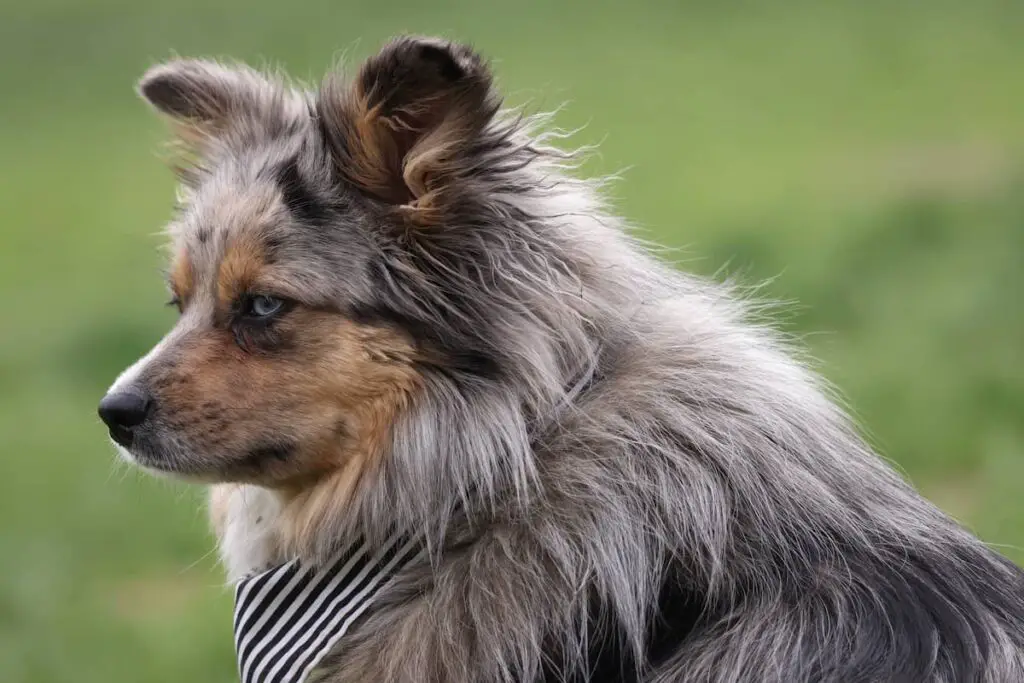 Aussiepom 1