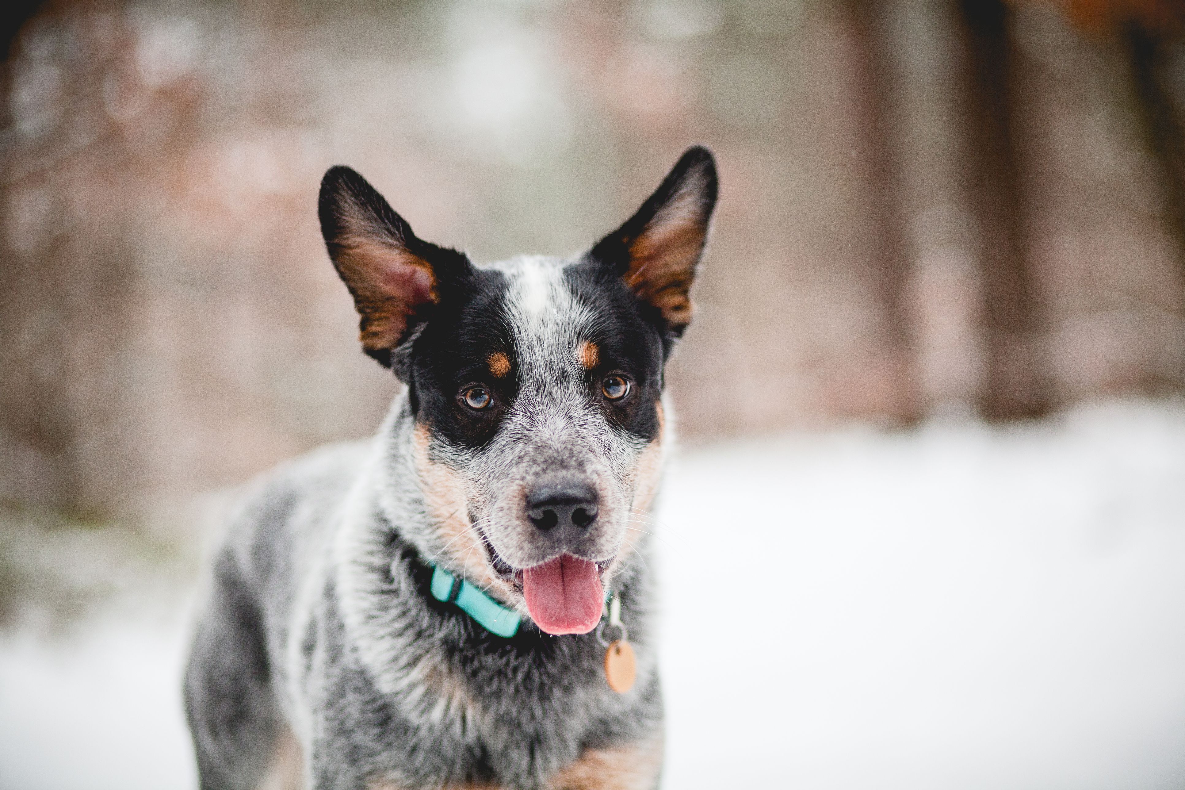 Australian Cattle Dog 2