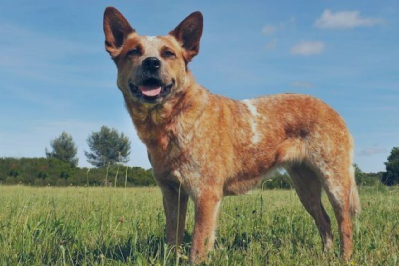 Australian Cattle Dog 3