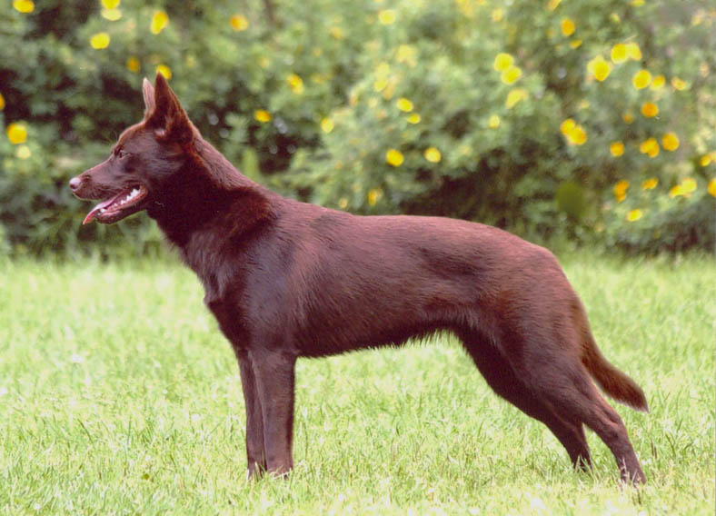 Australian Kelpie 2