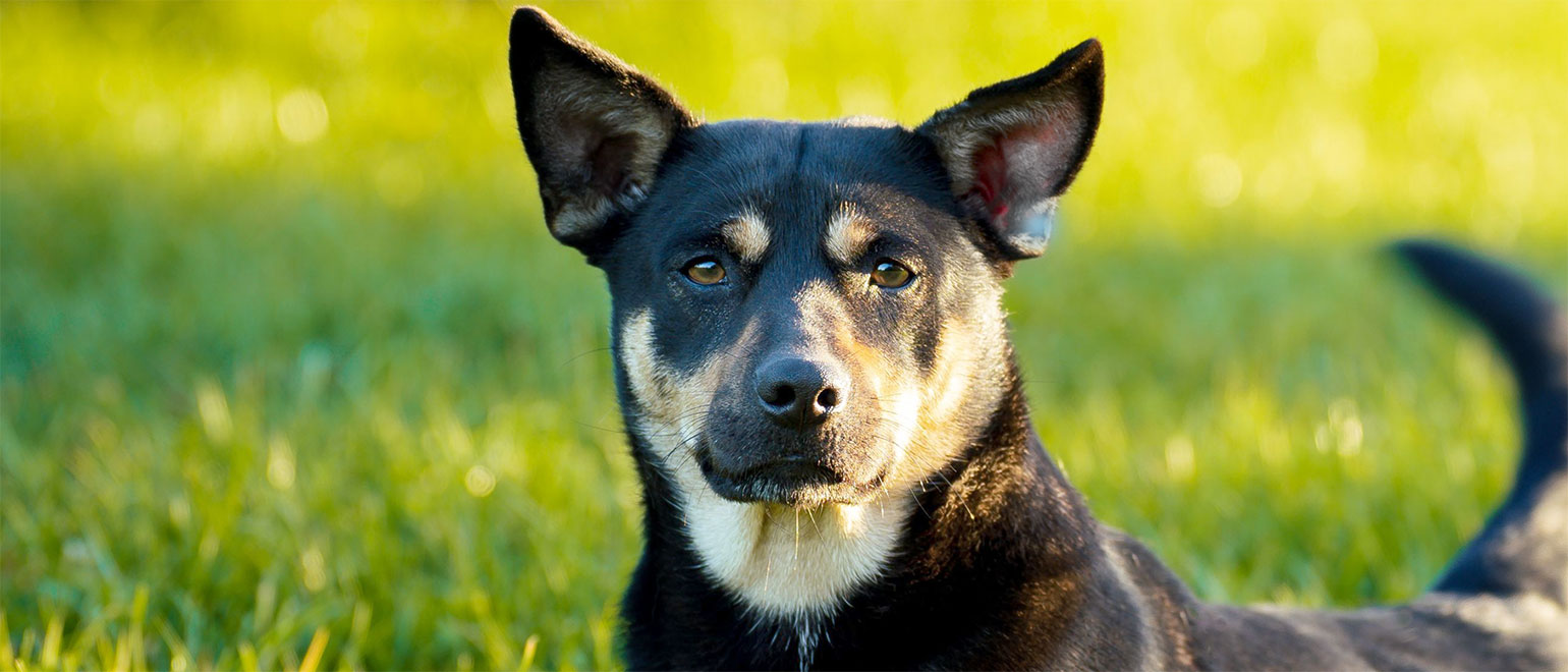 Australian Kelpie 3