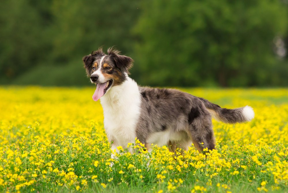 Australian Retriever 1