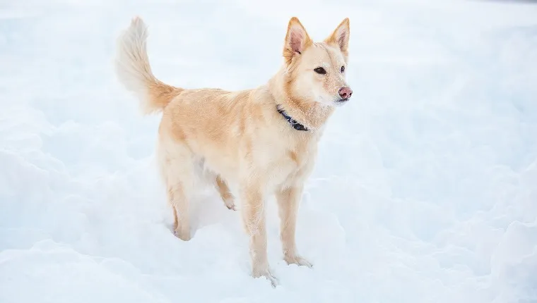 Australian Retriever 2