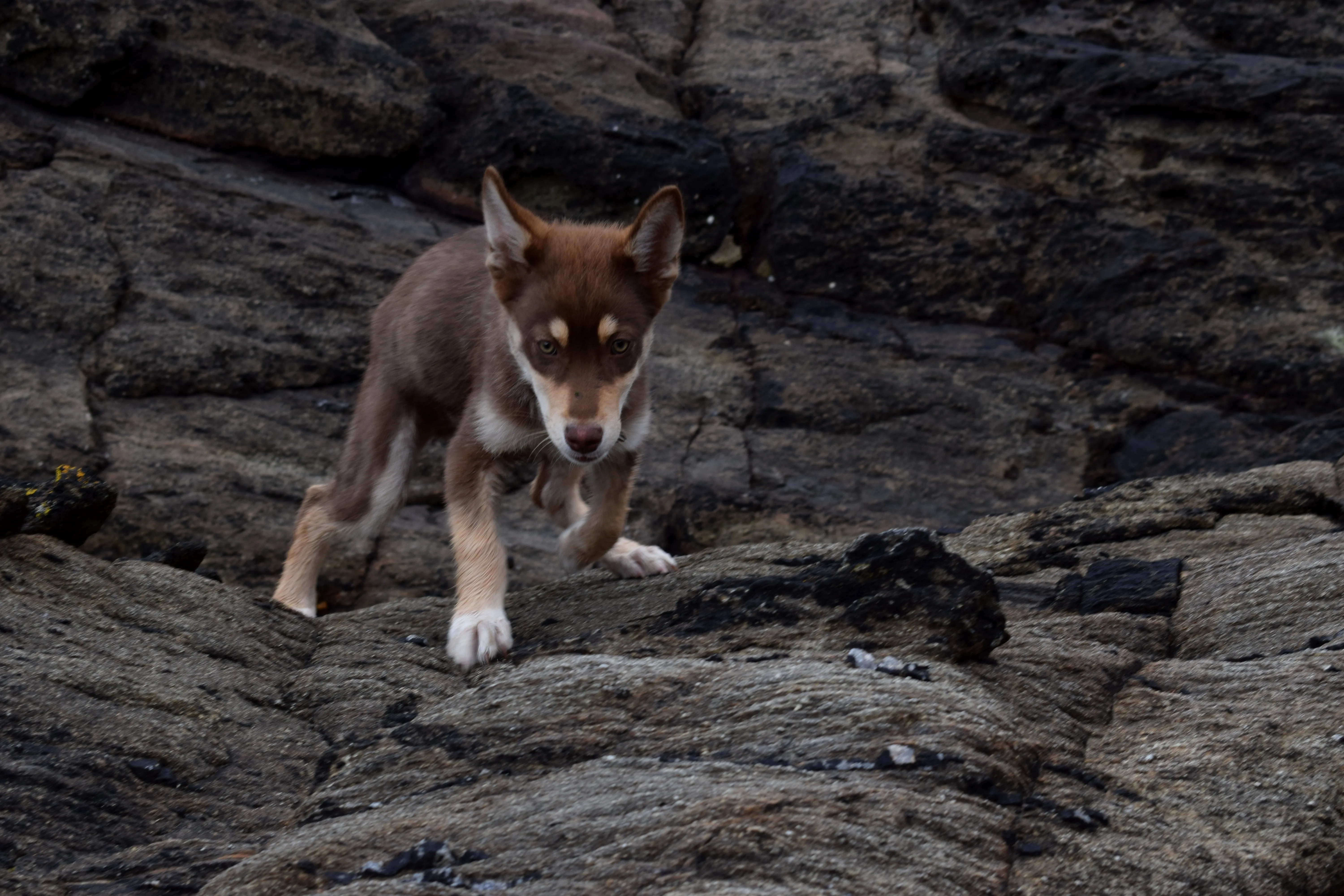 Australian Shepherd Husky