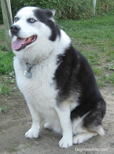 Australian Shepherd Husky 2