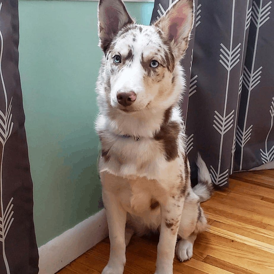 Australian Shepherd Husky 3