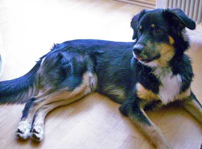 Australian Shepherd Lab Mix