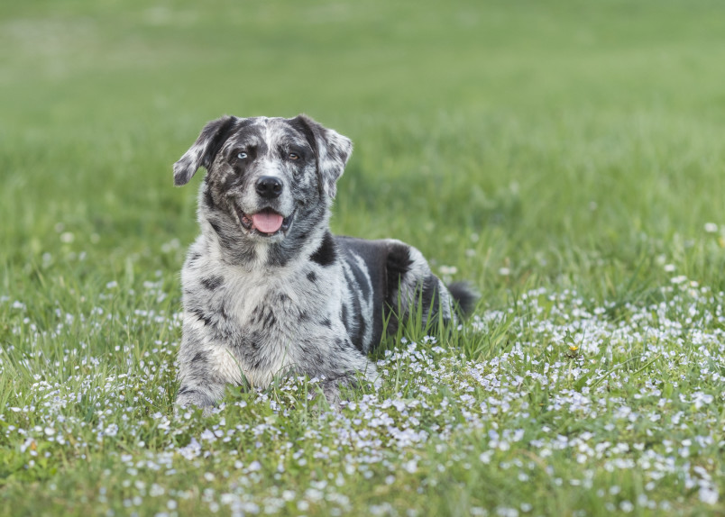 Australian Shepherd Lab Mix 2