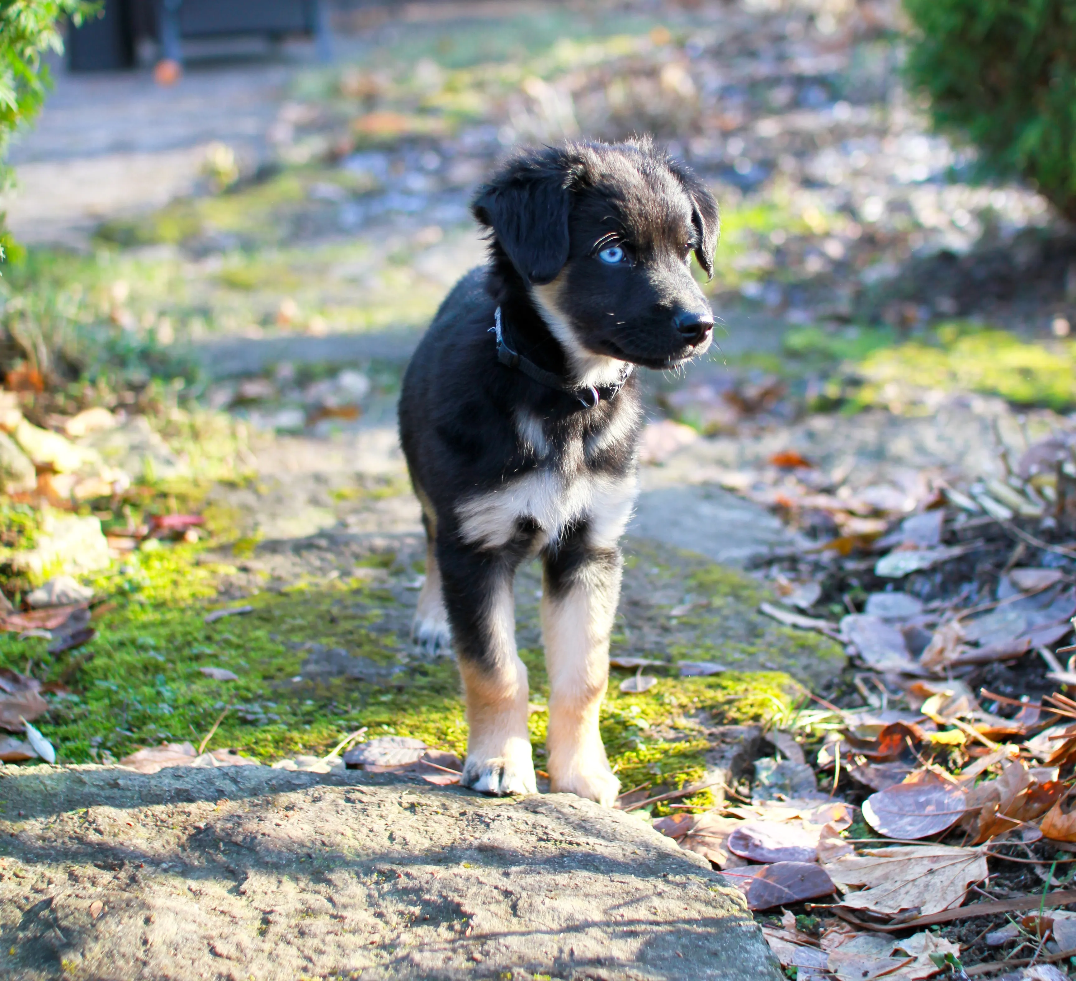 Australian Shepherd Lab Mix 3