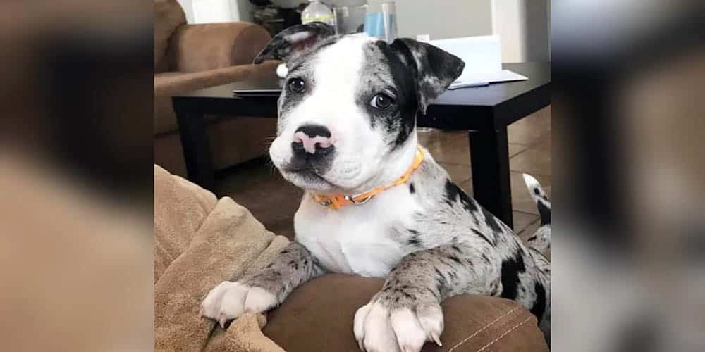Australian Shepherd Pit Bull Mix 1