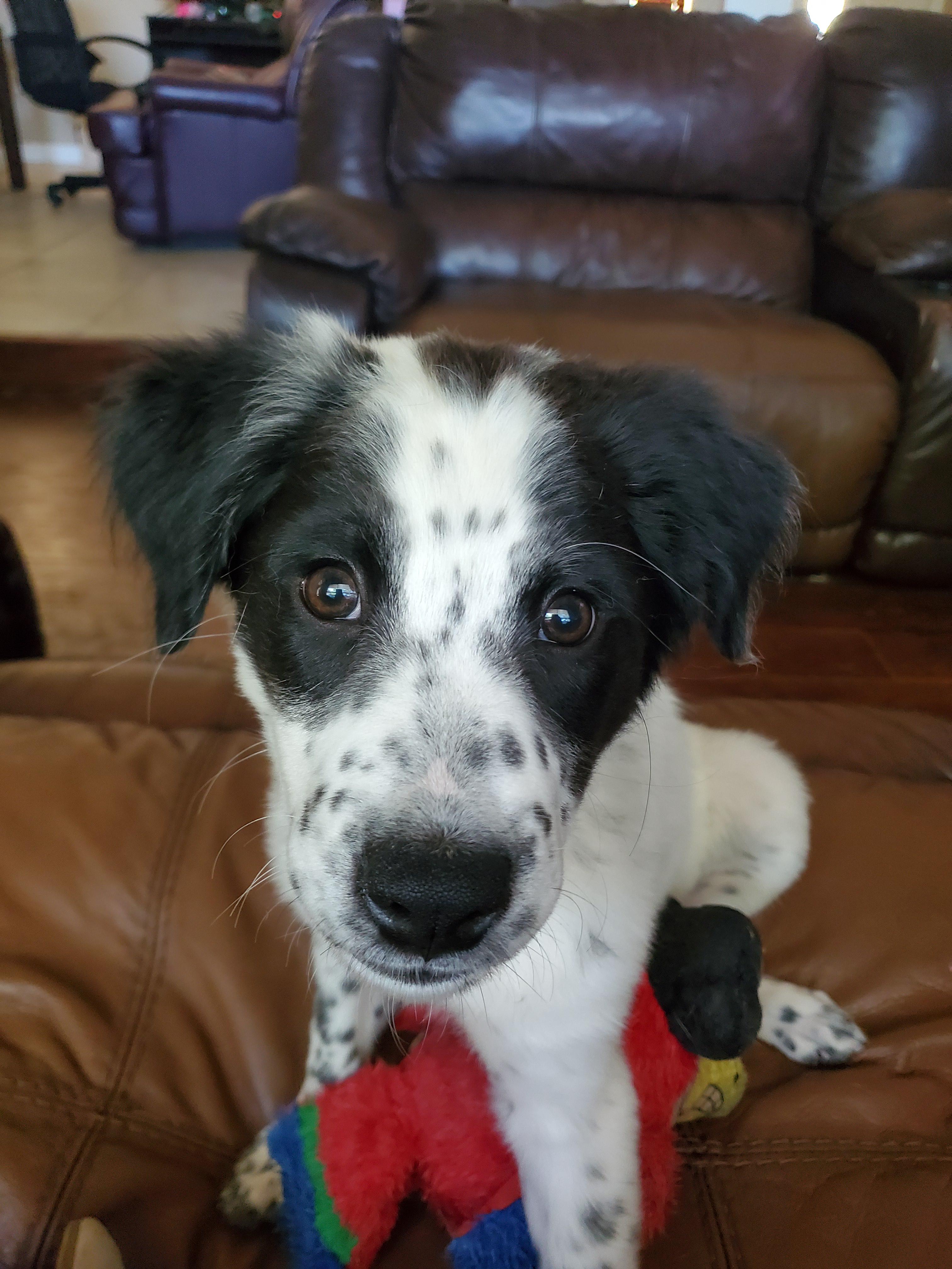 Australian Shepherd Pit Bull Mix 2
