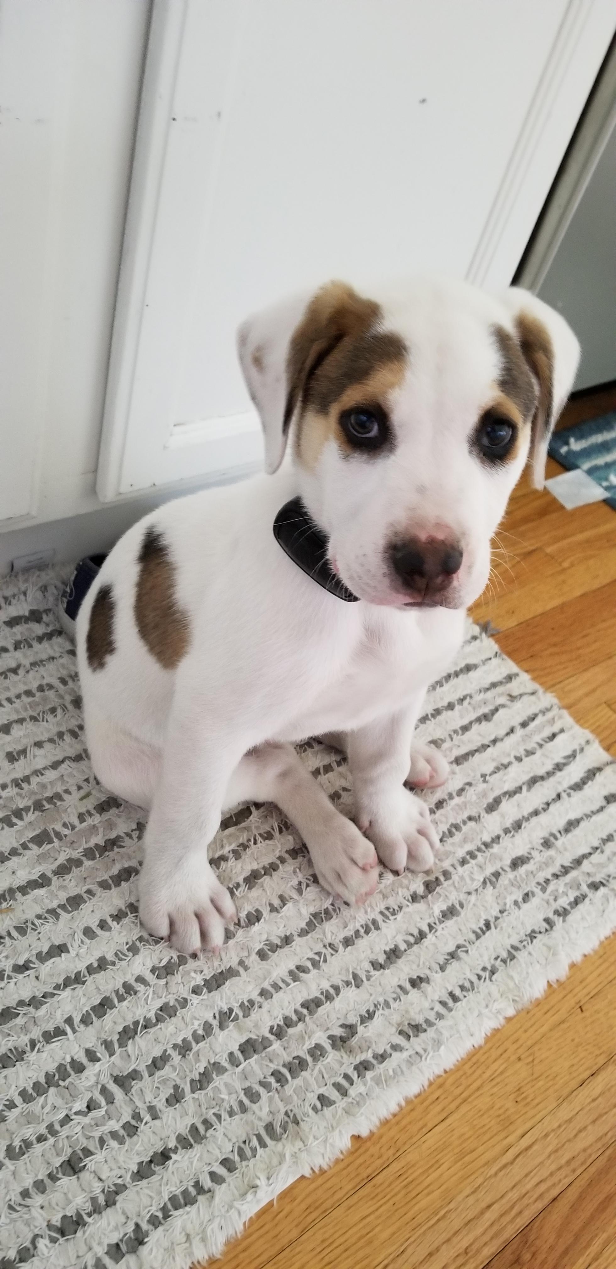 Australian Shepherd Pit Bull Mix 3