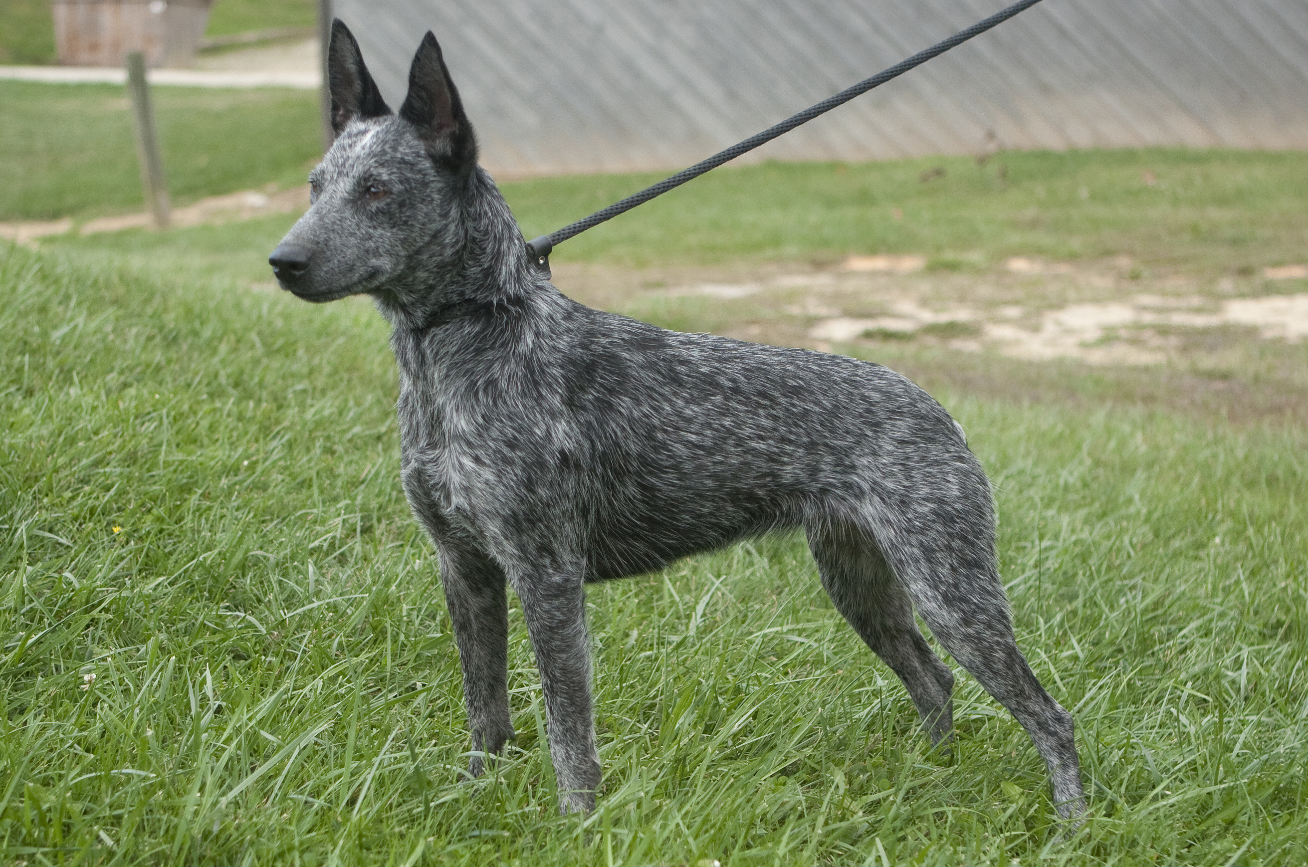 Australian Stumpy Tail Cattle Dog 1