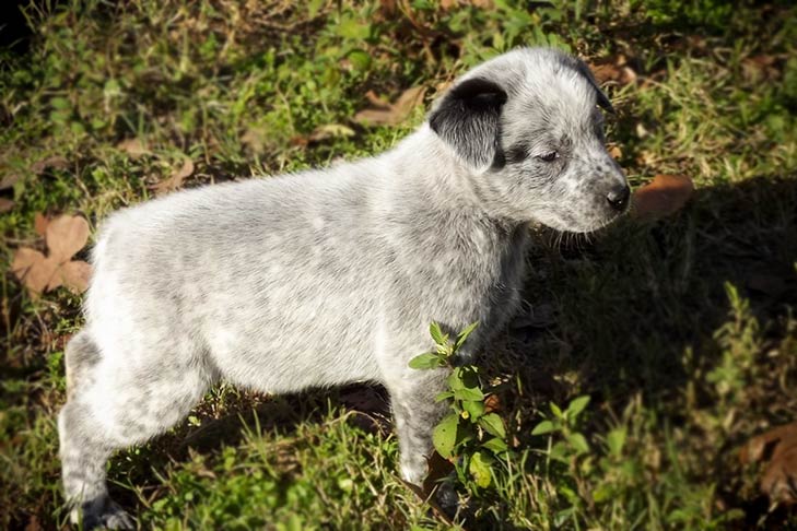 Australian Stumpy Tail Cattle Dog 2