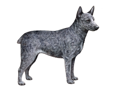 Australian Stumpy Tail Cattle Dog 3