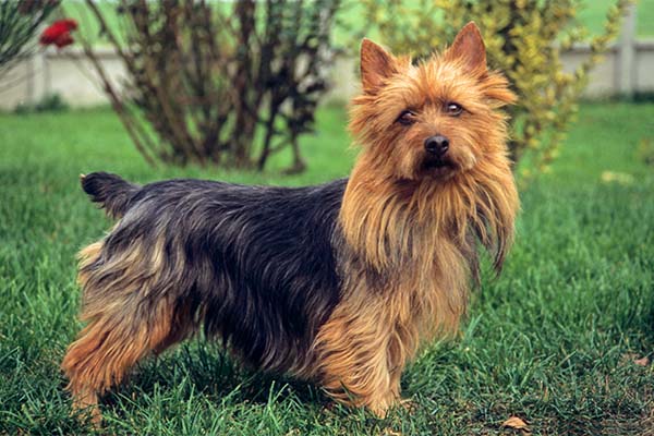 Australian Terrier 1