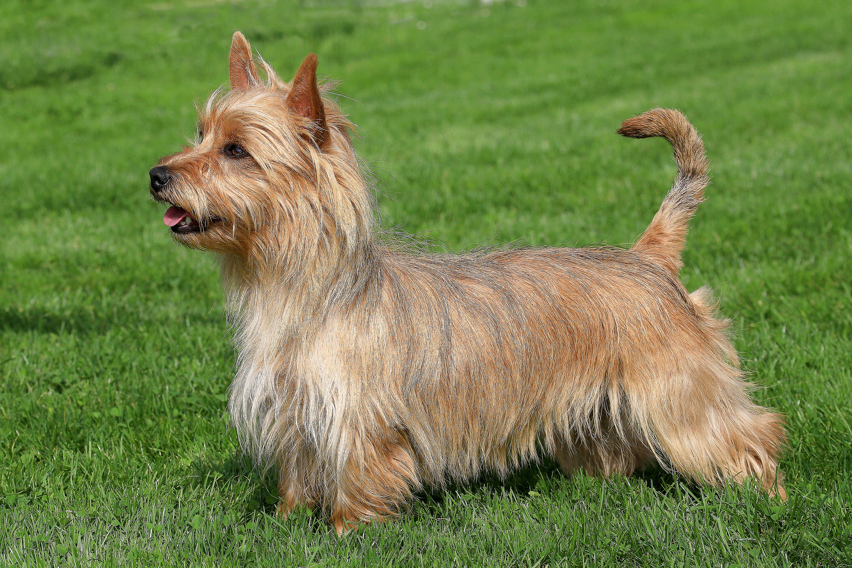 Australian Terrier 2