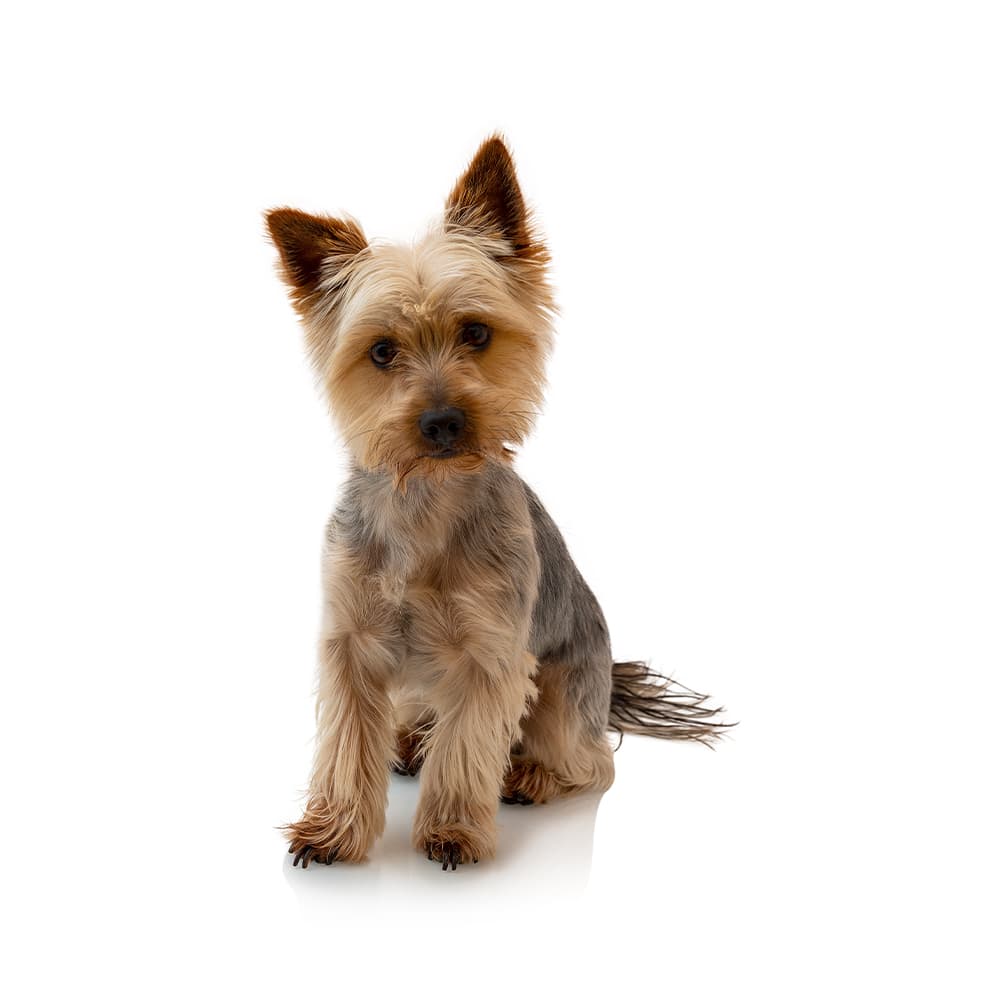Australian Terrier 3