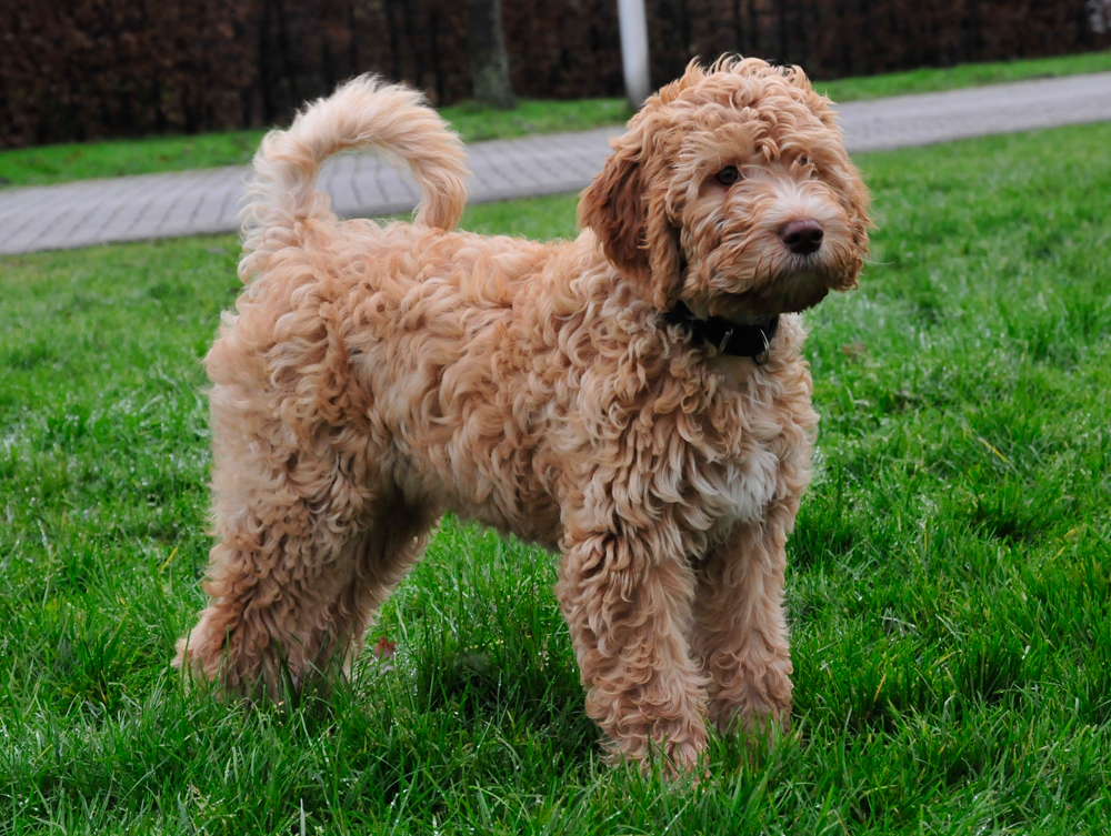 Barbet 3