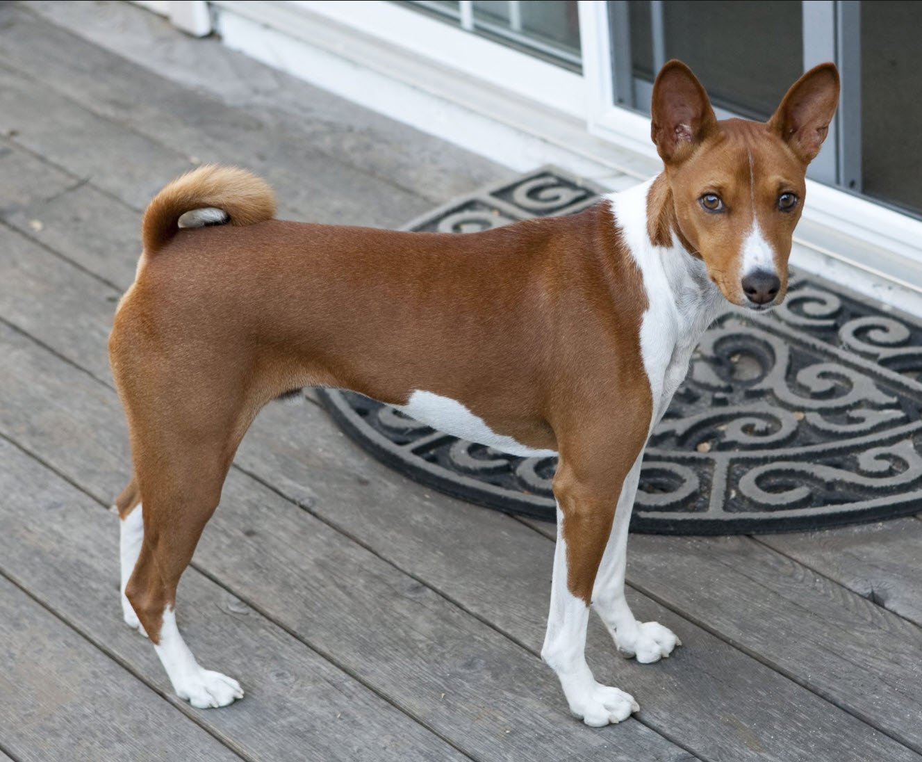 Basenji