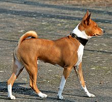 Basenji 2