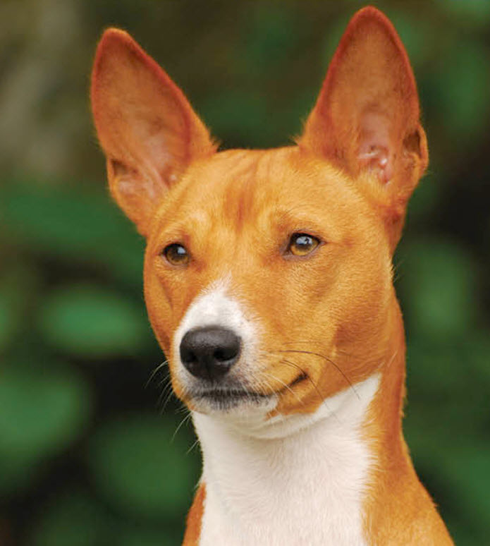 Basenji 3