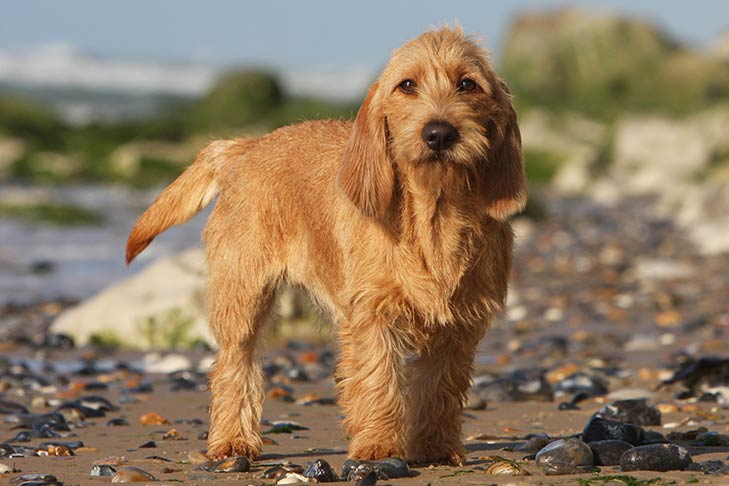 Basset Fauve de Bretagne 1