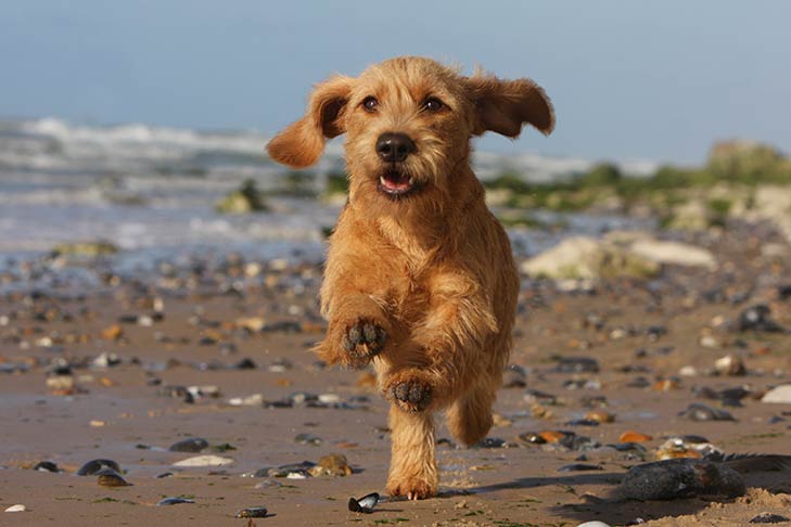 Basset Fauve de Bretagne 3