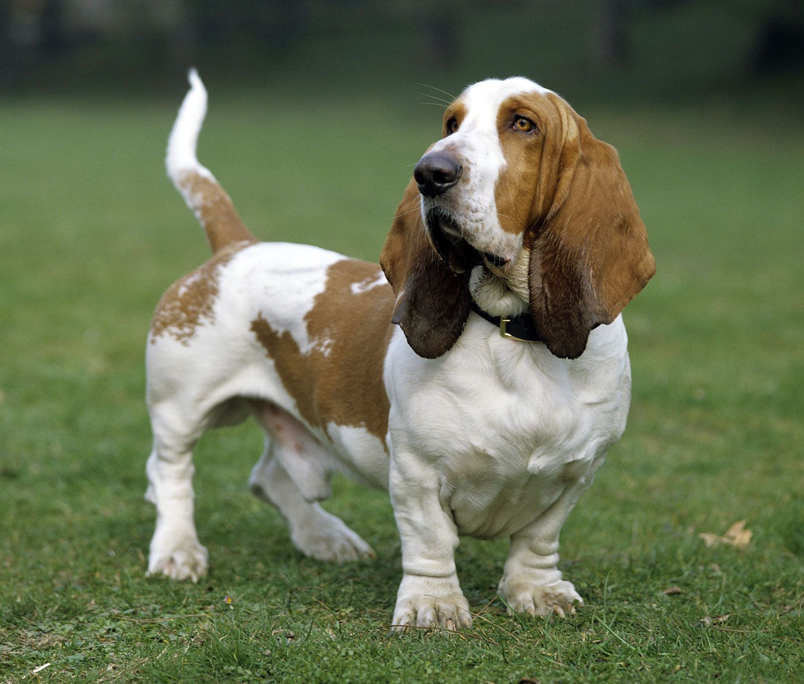 Basset Hound 2