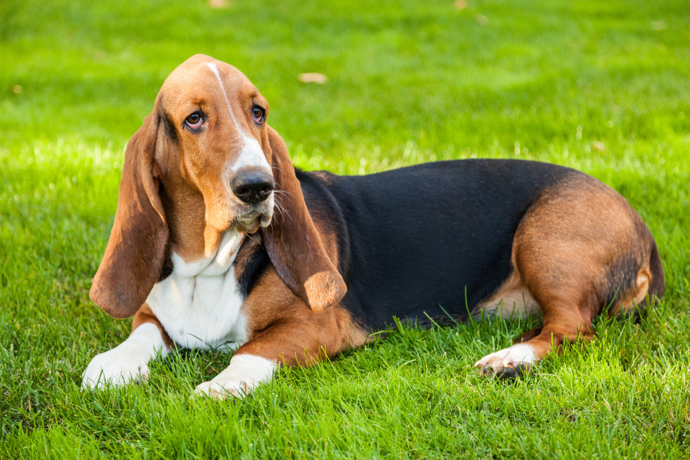 Basset Hound 3