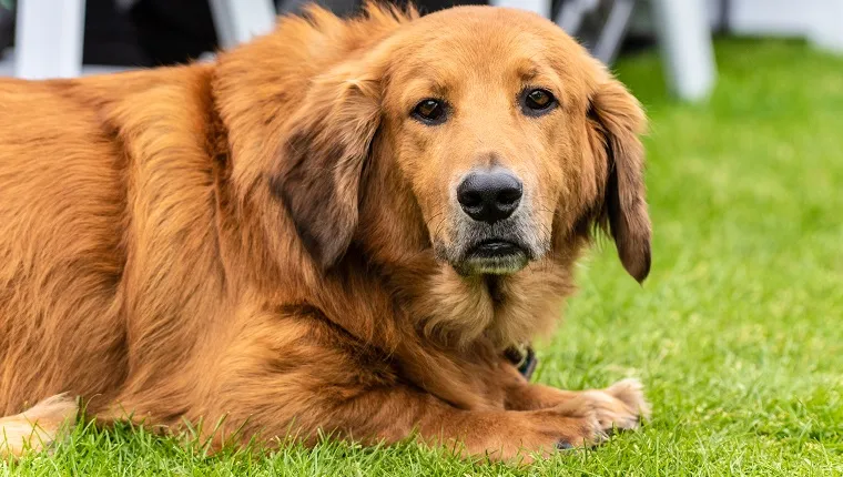 Basset Retriever 1