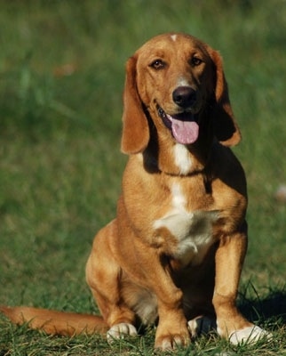 Basset Retriever 2