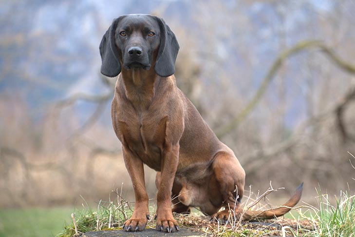 Bavarian Mountain Scent Hound 1