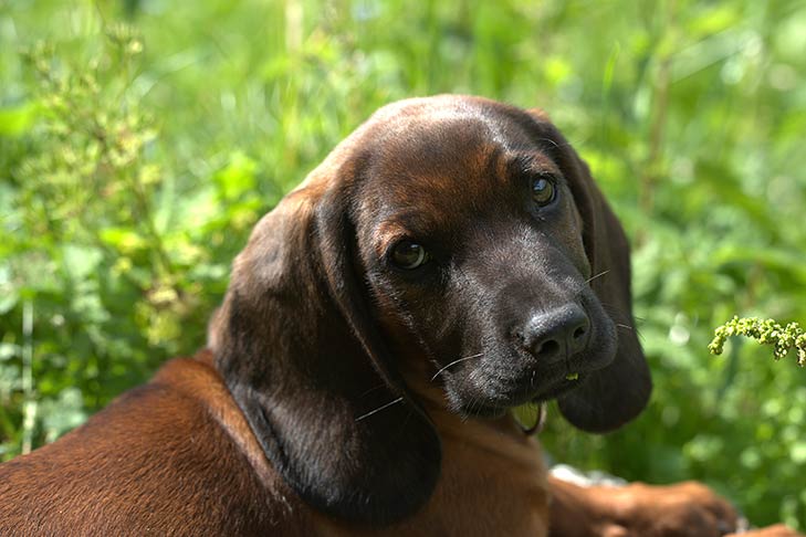 Bavarian Mountain Scent Hound 2