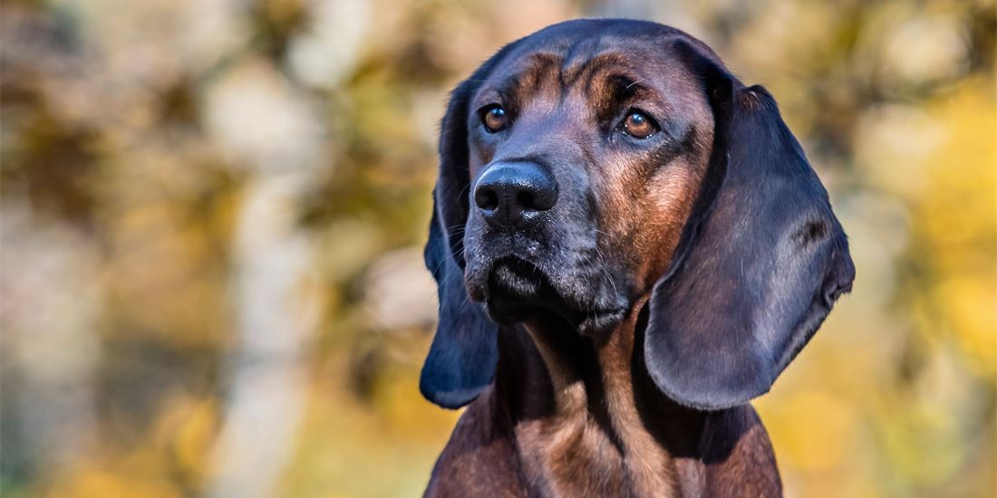 Bavarian Mountain Scent Hound 3