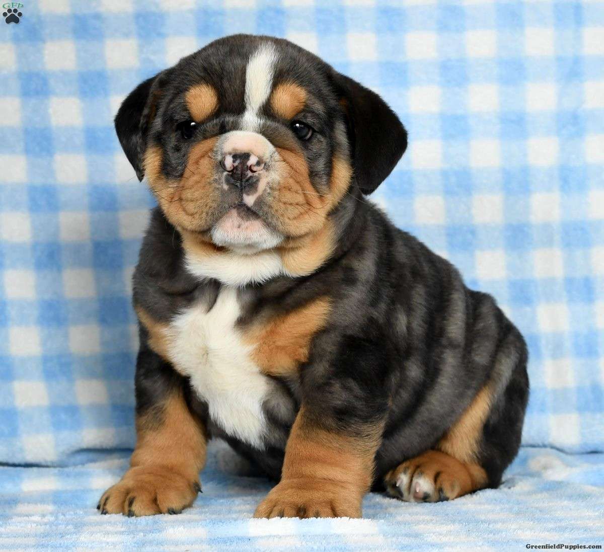 Beabull 1