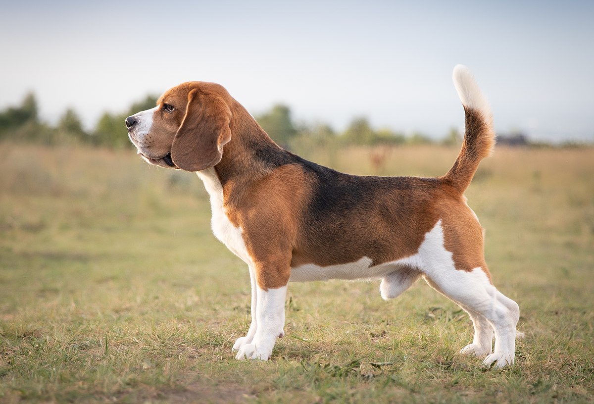 Beagle 1