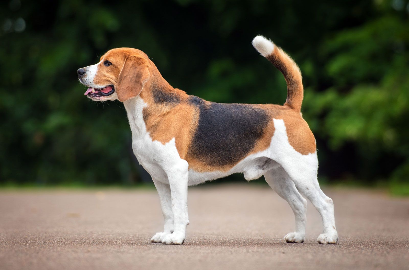 Beagle 3
