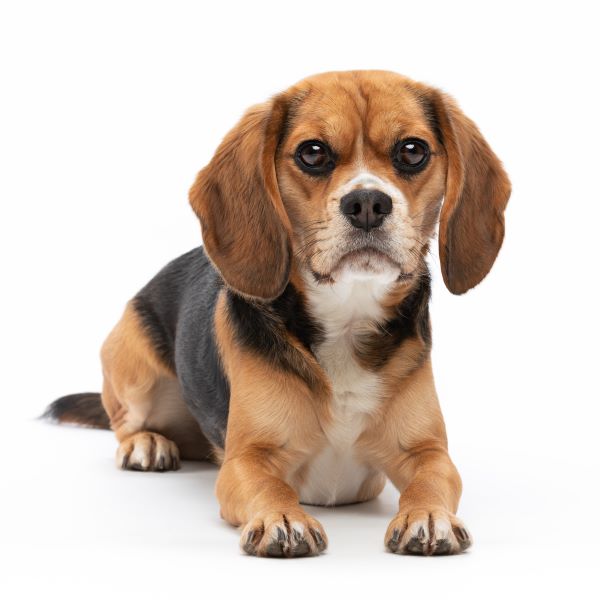 Beaglier