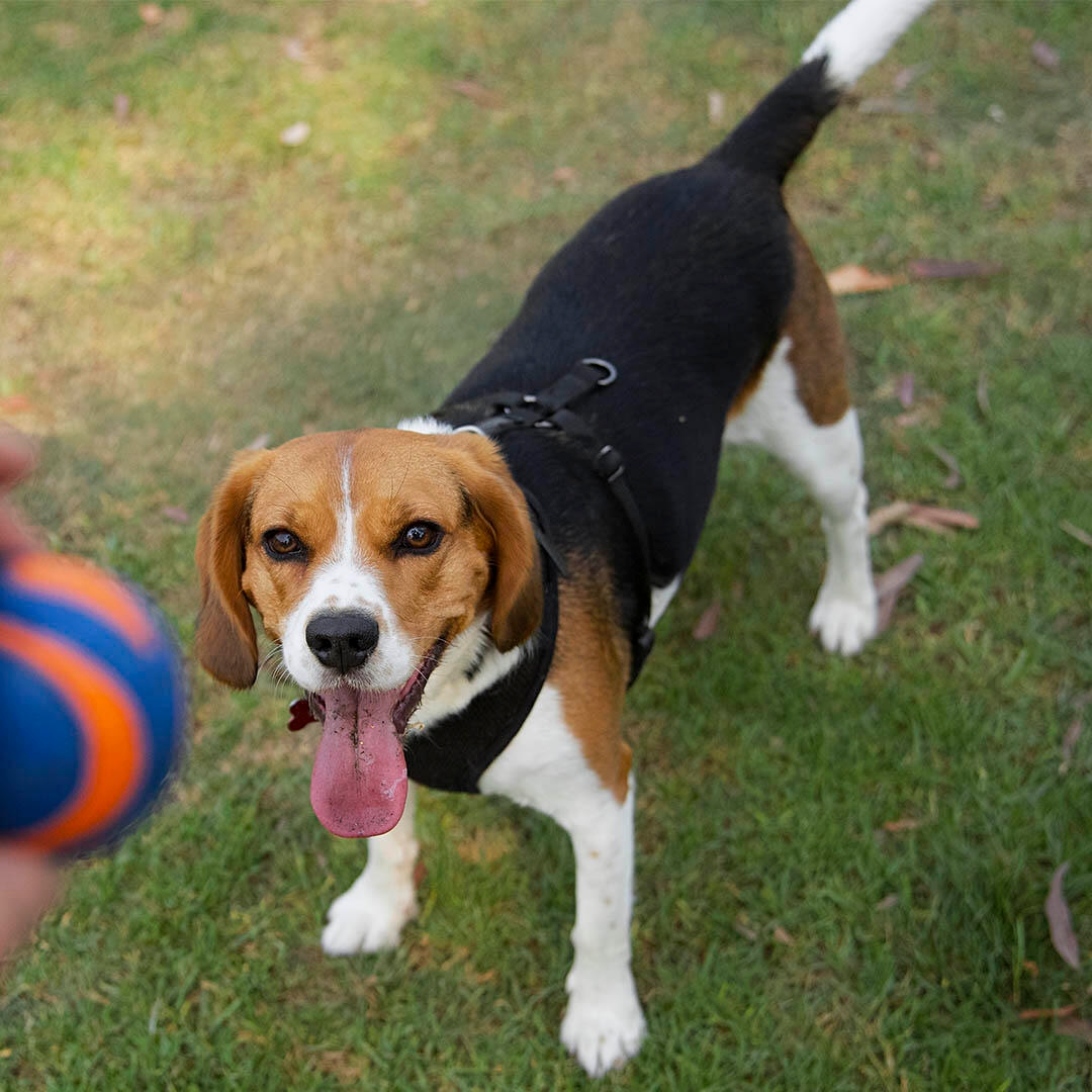 Beaglier 2
