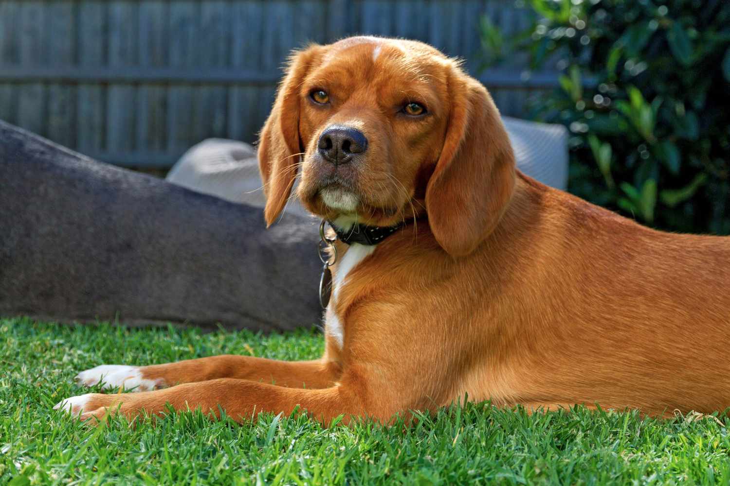 Beaglier 3