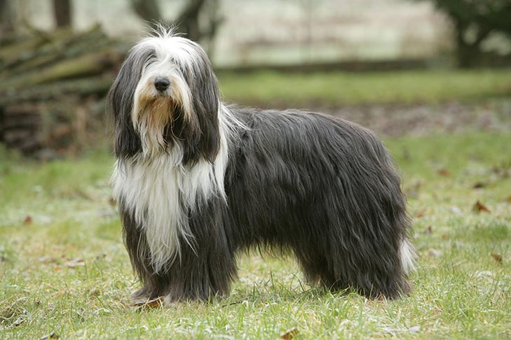 Bearded Collie 1